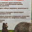 Локализованы природные пожары в Невьянском и Режевском лесничествах - Газета Егоршинские Вести